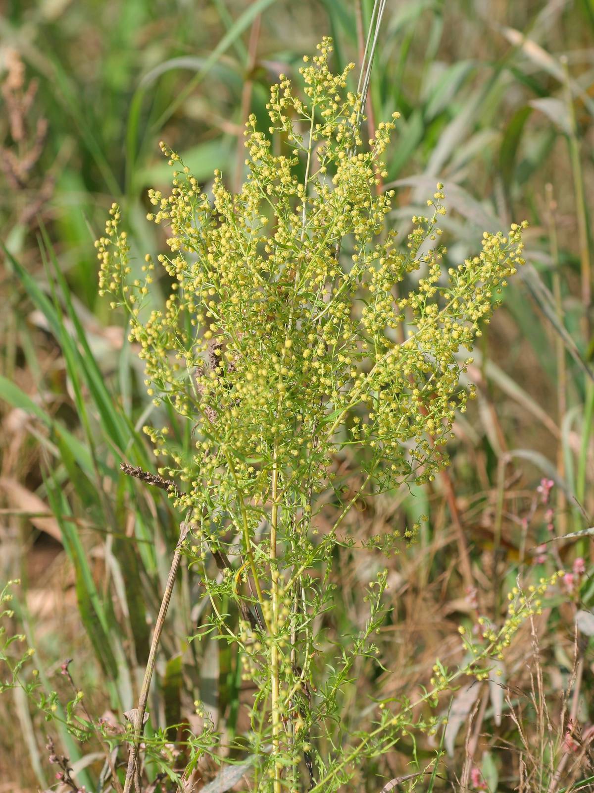 Artemisia annua plant
